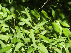 Persicaria punctata