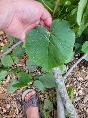 Tilia americana