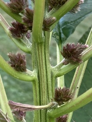 Amaranthus cruentus