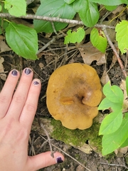 Boletinellus merulioides