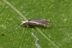 Plutella xylostella