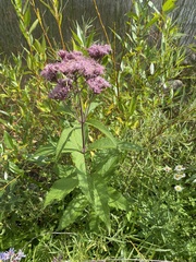 Eutrochium maculatum