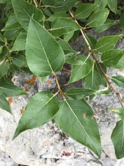 Populus trichocarpa