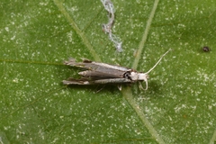 Plutella xylostella