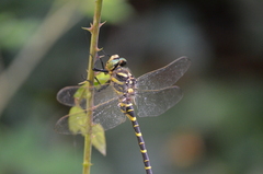 Cordulegaster boltonii