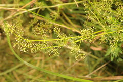 Galium mollugo