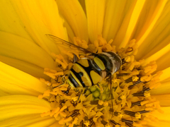 Eristalis transversa