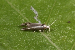 Plutella xylostella