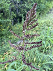Echinochloa muricata