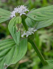 Spermacoce alata