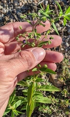 Trichostema dichotomum