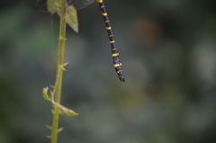 Cordulegaster boltonii