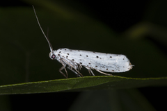 Yponomeuta padella