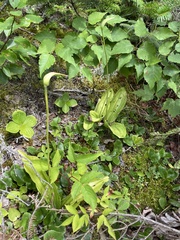 Cypripedium acaule