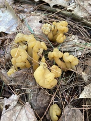 Leotia lubrica