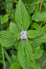Spermacoce alata