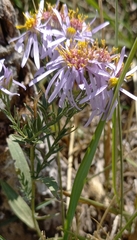 Tripolium pannonicum