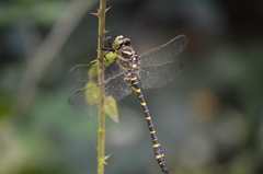 Cordulegaster boltonii