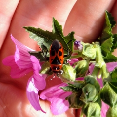 Pyrrhocoris apterus