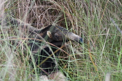 Myrmecophaga tridactyla