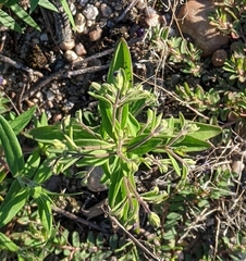 Trichostema dichotomum