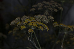 Foeniculum vulgare