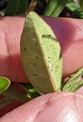 Trichostema dichotomum