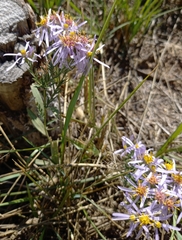 Tripolium pannonicum