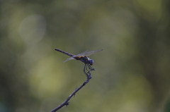 Trithemis annulata