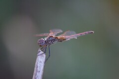 Trithemis annulata