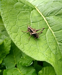 Pholidoptera griseoaptera