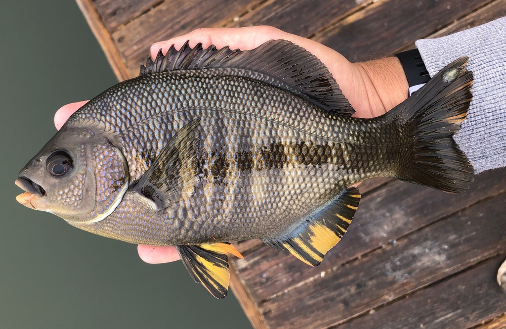 Black perch (Embiotoca jacksoni) — Embiotocidae
