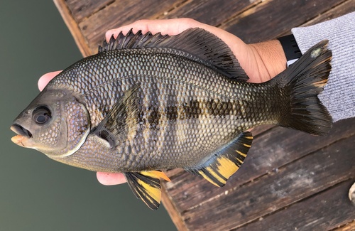 Black perch (Embiotoca jacksoni) — Embiotocidae