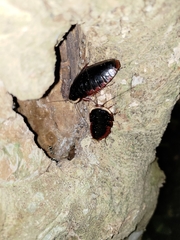 Opisthoplatia orientalis