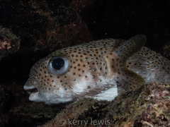 Diodon hystrix