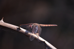 Trithemis annulata