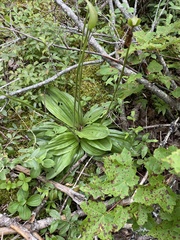 Cypripedium acaule