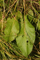 Rumex obtusifolius
