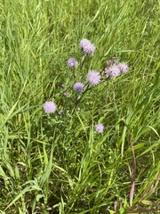 Cirsium arvense