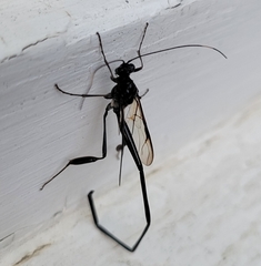 Pelecinus polyturator