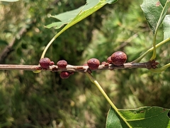 Kokkocynips imbricariae
