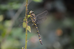 Cordulegaster boltonii