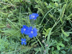 Linum lewisii