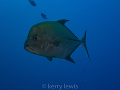 Caranx lugubris