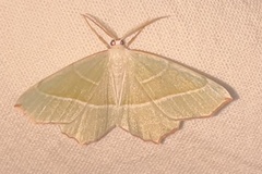 Campaea margaritaria