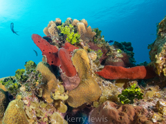 Amphimedon compressa