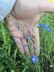 Linum lewisii