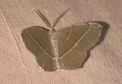Campaea margaritaria