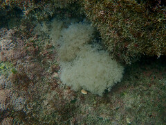 Amathia verticillata