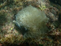 Amathia verticillata